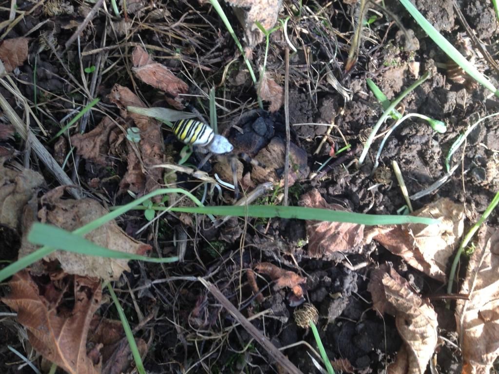 Argiope bruennichi, femmina  - Giffoni Sei Casali  (SA)